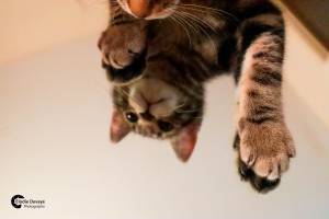 Elodie DEVAYE - CLIC N' REC